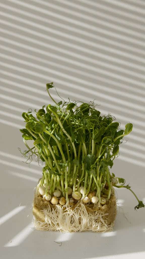Close-up of fresh organic pea sprouts with roots exposed, illuminated by sunlight and shadows.