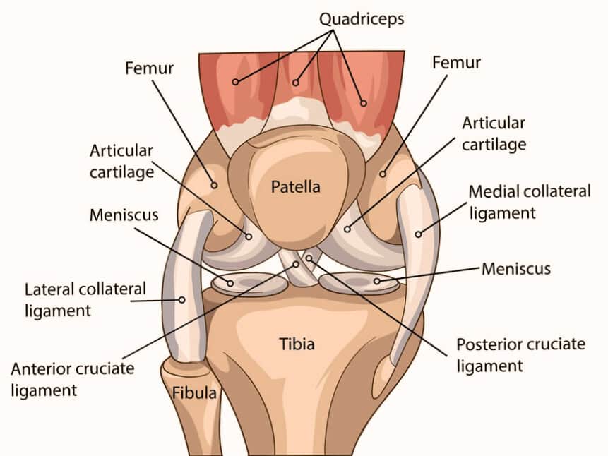 knee anatomy including patella, tibia, femur, ligaments, tendon, to show pain in the knee